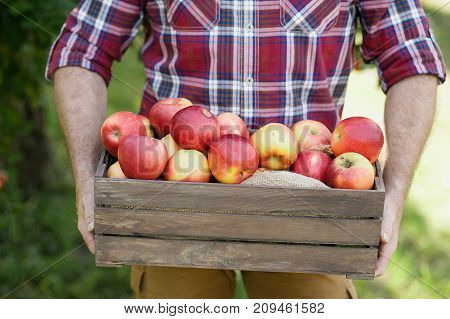 Old man with Apple in the Orchard. Grandfather with Organic Apple in the garden. Harvest Concept. Garden fruits at fall harvest. Senior man pleased with apple harvest in autumn picking organic Apples into the wooden box