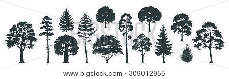 Trees Silhouettes. Forest And Park Pines Firs And Spruces, Coniferous And Deciduous Trees. Vector Is