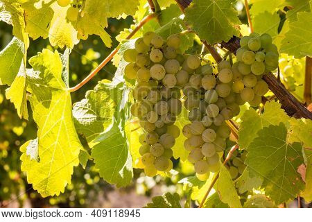 Closeup Of Ripe Pinot Gris Bunches Of Grapes Growing On Vine In Vineyard At Harvest Time