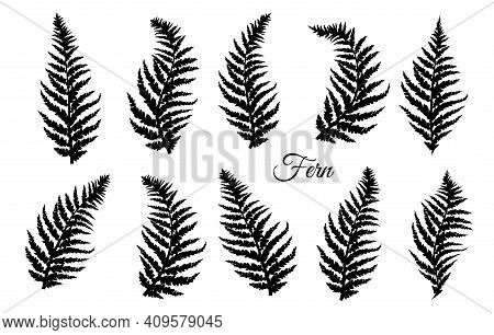 Fern Leaves Set. Fern Design Collection. Vector Illustration