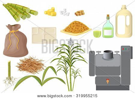 Sugarcane And Its Various Derivatives Derived From Processing. Cane Sugar, A Bag Of Sugar, Granulate