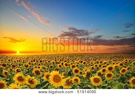 Sunflowers