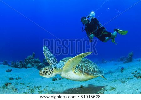 Green Sea Turtle and Scuba Diver