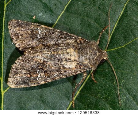 Cabbage moth moth (Mamestra brassicae). British insect in the family Noctuidae the largest British family moths in the order Lepidoptera