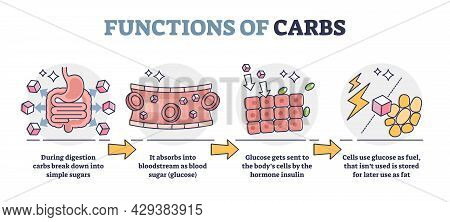 Functions Of Carbs And Carbohydrates In Digestive System Outline Diagram. Educational Glucose Produc