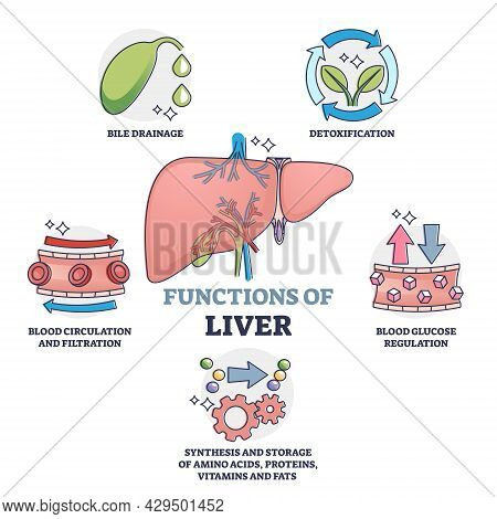 Functions Of Liver As Body Organ Description Outline Collection. Educational Labeled Anatomical Expl