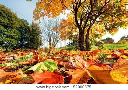 Paysage d'automne automne, dans le parc. Feuilles colorées, ciel bleu ensoleillé.