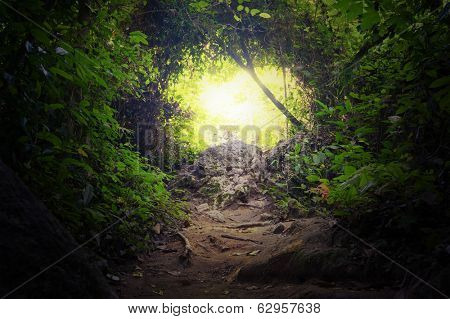 Natural tunnel in tropical jungle forest. Road path way through lush, foliage and trees of evergreen dense rain forest. Mysterious magic background