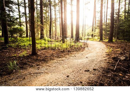 Hiking path and sunset in beautiful woods view inspirational summer landscape in forest. Walking footpath or biking path dirt road.