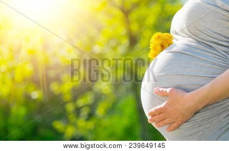 Pregnant Woman Belly. Pregnancy Concept. Over green nature blurred Background. Pregnant tummy close up. Expectant female touching tummy outdoor in spring park, holding bunch of dandelions. Sun light