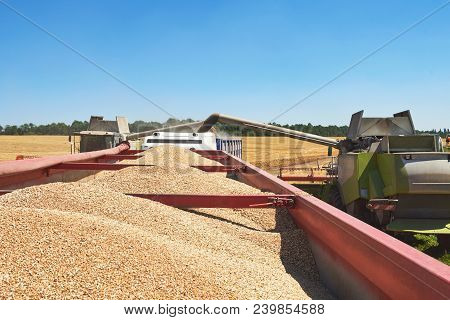 Combine Harvester In Action On Wheat Field. Harvesting Is The Process Of Gathering A Ripe Crop From 