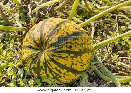 Zucca zucca In campo di fattoria