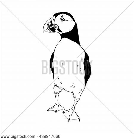 Atlantic Puffin Or Common Puffin Illustration, Drawing, Engraving, Ink, Line Art, Vector