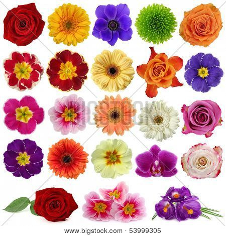  Flower collection isolated on white background