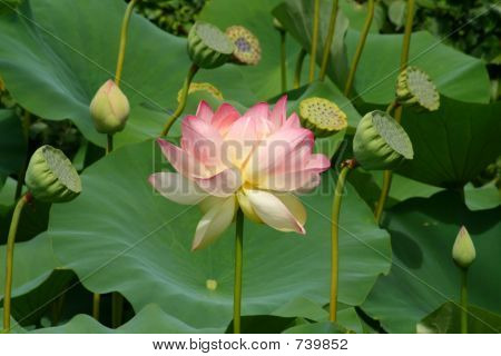 asiatische lotus