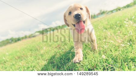 Dog in field. Labrador retriever puppy in field. Puppy lovely. Male dog in park. Dog Tongue.