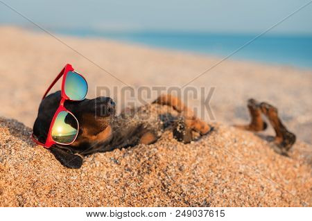 Beautiful Dog Of Dachshund, Black And Tan, Buried In The Sand At The Beach Sea On Summer Vacation Ho