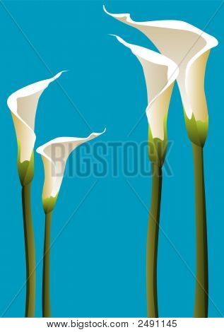 Calla lilie