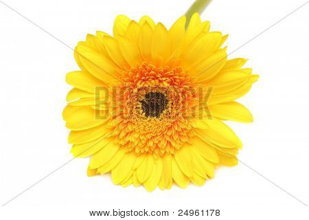 노란 gerbera 흰색 절연입니다.