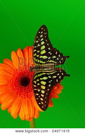  Graphium on orange gerber close up