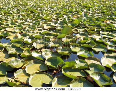 Water Lily