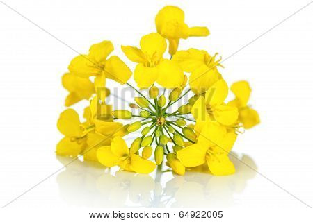 Rapeseed Flower