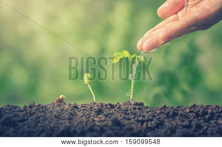 Hands watering green plants. The plant growth. Plants need water. Small plants. Plants make the world cooler. Edible plants. Plant trees make air freshener. Closeup plant on green background.