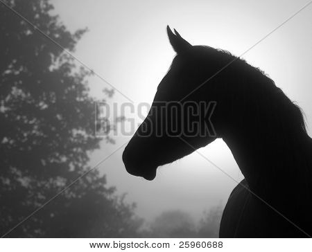 Closeup image of a refined Arabian horse's profile against heavy fog and sunrise, in black and white