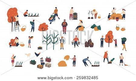 Crowd Of Tiny People Gathering Crops Or Seasonal Harvest. Bundle Of Men And Women Collecting Ripe Fr