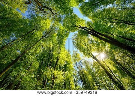 Majestic Upwards View To The Treetops In A Beech Forest With Fresh Green Foliage, Sun Rays And Clear