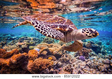 Hawksbill Turtle - Eretmochelys imbricata floats under water. Maldives - Ocean coral reef. 