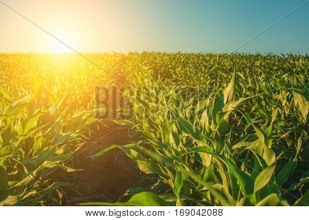 Summer day highlights the agricultural field which is growing in neat rows high green sweet corn.In the background the sun shines.The family of cereals and grain crops.