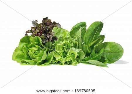 Set with lettuce salad on white background.
Fresh Romaine Lettuce , Cos Lettuce, Red and Green Oakleaf lettuce Vegetable salad isolated on white background.