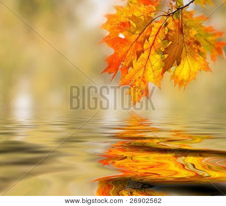 Bright colored leaves on the branches in the autumn forest.