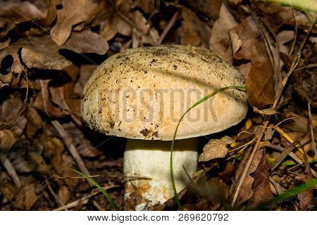 Very Tasty And Healthy Mushroom Is A Delicacy. Half-white Mushroom Under The Oak. Universal Mushroom