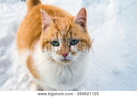 Young, Beautiful, White Ginger Cat Sitting In The Snow.