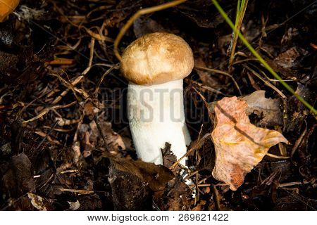 Young, Beautiful, Delicious And Healthy Mushroom. Delicious Ingredient For Soup. Encyclopedia Of Edi