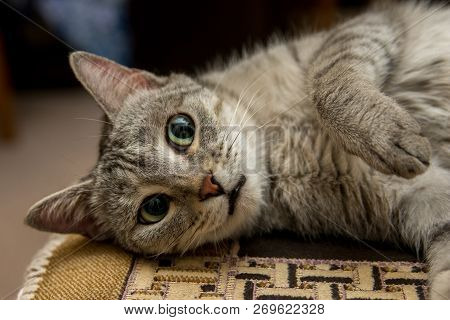 Domestic Cat Lies On A Chair And Watching Everyone.