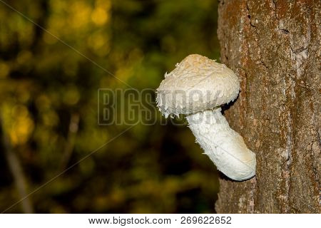 Beautiful, White, Inedible Fungus On The Tree Trunk. A Poisonous Mushroom Grows From The Bark Of A T