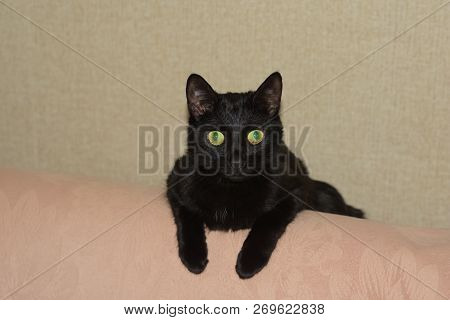 The Pet Cat Lies On The Back Of The Sofa And Watches Everyone.