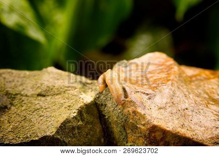 Photo Close-up Of A Slug Crawling On A Stone.