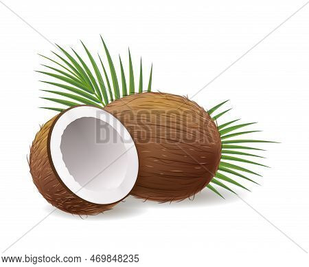 Realistic Coconuts. Coconut Whole And Half View Isolated On White Vector Illustration, Fresh Tasty C