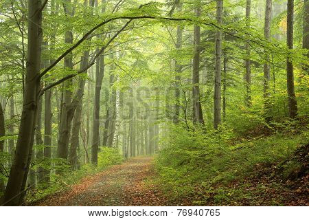 Path trees spring forest landscape Nature trail background Nature landscape fog Nature landscape Nature landscape Nature landscape Nature background Nature landscape Nature background Nature background Nature landscape Nature background landscape woods.