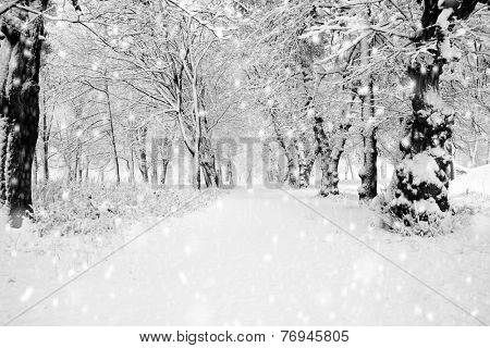 Panorama of winter forest with trees covered snow