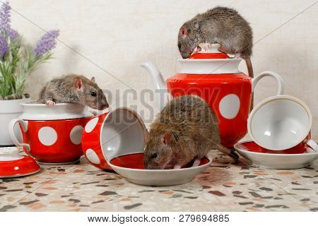 Close-up Three Rats (rattus Norvegicus) On Countertop At Kitchen.  One Rat Drinks, Second Rat Sits O