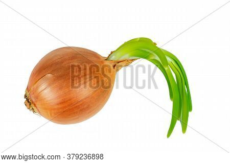 Onion. Green Onions Growing Up Isolated On White Background