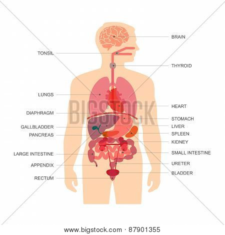 human body anatomy,