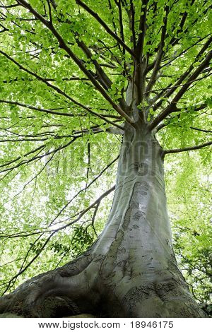 ブナの葉に早春、トリノ、イタリア見上げてください。