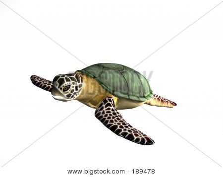 Great Turtle