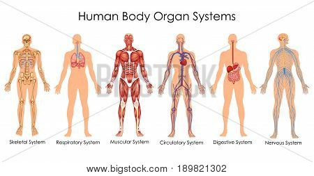 Medical Education Chart of Biology for Human Body Organ System Diagram. Vector illustration